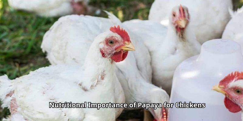 Nutritional Importance of Papaya for Chickens