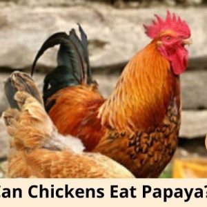 can chickens eat papaya