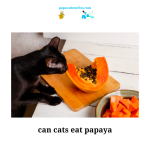 Can Cats Eat Papaya? Exploring the Feline Diet and Papaya Consumption